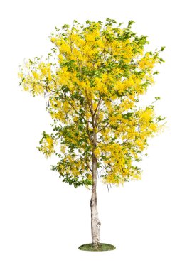 Cassia fistula tree or Golden shower National tree of Thailand and isolated on white background. clipart