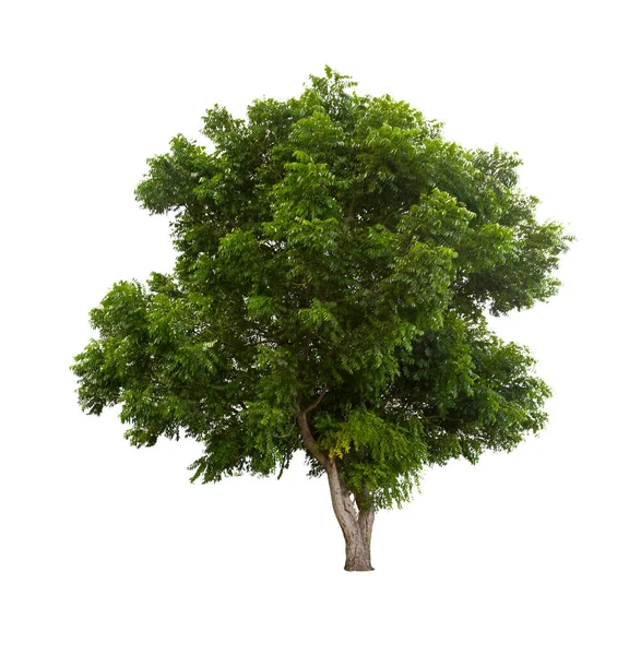 Bellissimo Albero Verde Isolato Sfondo Bianco — Foto Stock