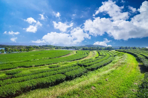 Çay çiftliğinin manzarası harika. Mavi gökyüzü ile doğa arkaplanı