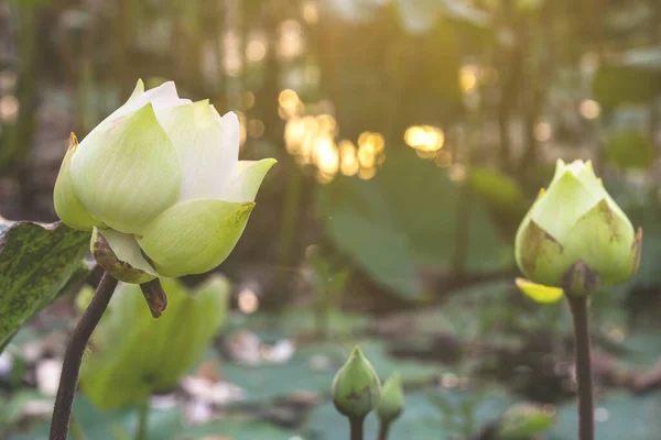 白花を咲かせる蓮と睡蓮の池 — ストック写真