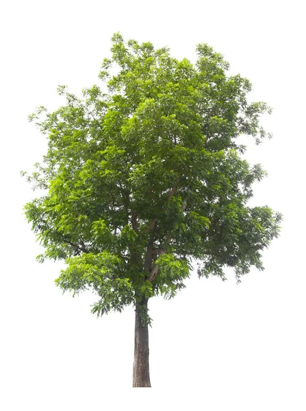 Mooie Groene Boom Geïsoleerd Witte Achtergrond — Stockfoto