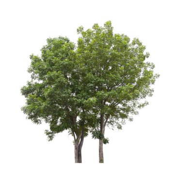 Beyaz arkaplanda izole edilmiş güzel yeşil ağaç.