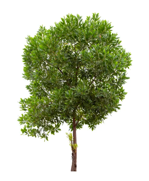 Mooie Groene Boom Geïsoleerd Witte Achtergrond — Stockfoto