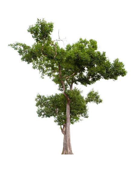 Mooie Groene Boom Geïsoleerd Witte Achtergrond — Stockfoto