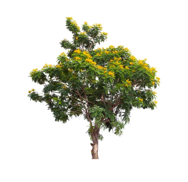 Bellissimo Grande Albero Con Fiore Giallo Isolato Sfondo Bianco — Foto Stock