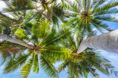 Püket Tayland 'da mavi gökyüzü arka planına sahip hindistan cevizi ağacının doğa manzarası yükselişi - yaz mevsimi
