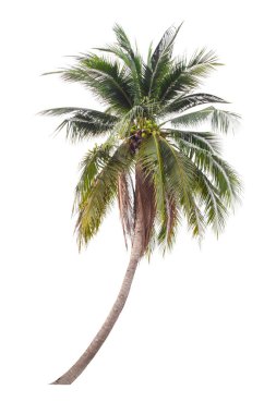 Beyaz arkaplanda izole edilmiş hindistan cevizi ağacı.