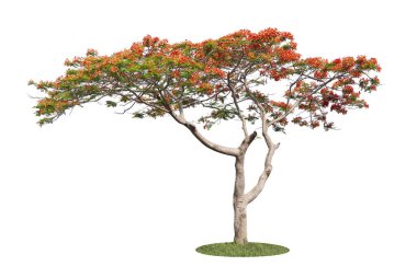 Barbados Pride, tavus kuşu çiçeği (Caesalpinia pulcherrima) beyaz arka planda izole edildi.