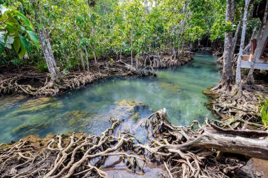 Tropikal ağaç kökleri ya da bataklık ormanlarındaki Tha pon mangrovları ve akan sular, Tayland, Krabi 'deki Klong Song Nam..