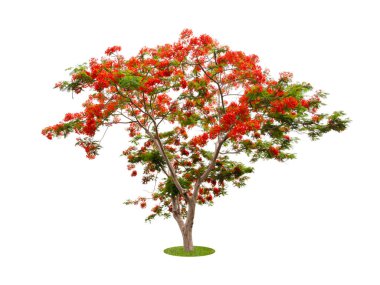 Barbados Pride, tavus kuşu çiçeği (Caesalpinia pulcherrima) beyaz arka planda izole edildi.