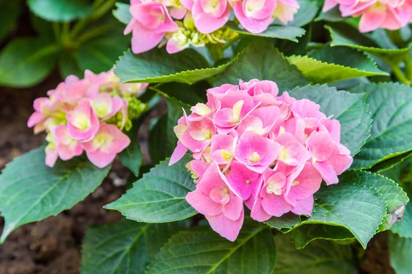 Bloesem Roze Hortensia Plant Tuin — Stockfoto