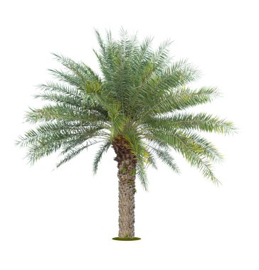 The palm tree isolated on white background. clipart