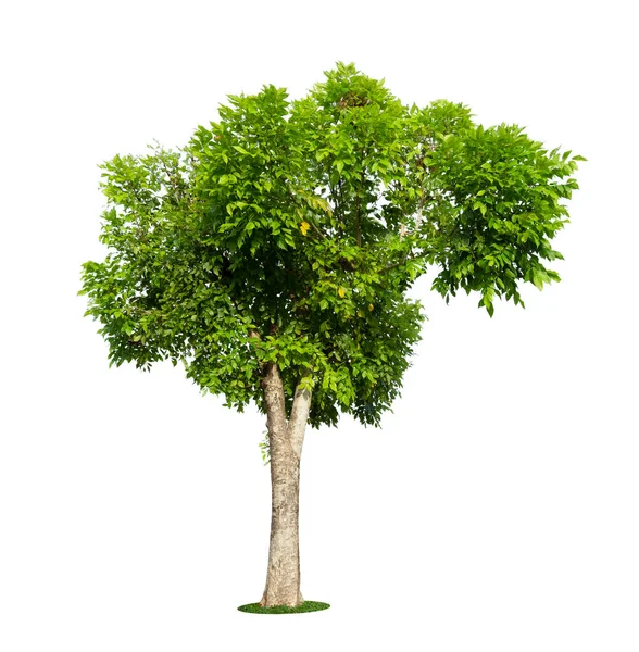 Taze Yeşil Ağaç Beyaz Arka Planda Izole Edilmiş — Stok fotoğraf