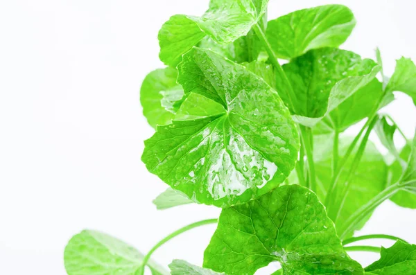 Gruppo Foglie Gotu Kola Centella Asiatica Fondo Bianco Pennywort Asiatico — Foto Stock