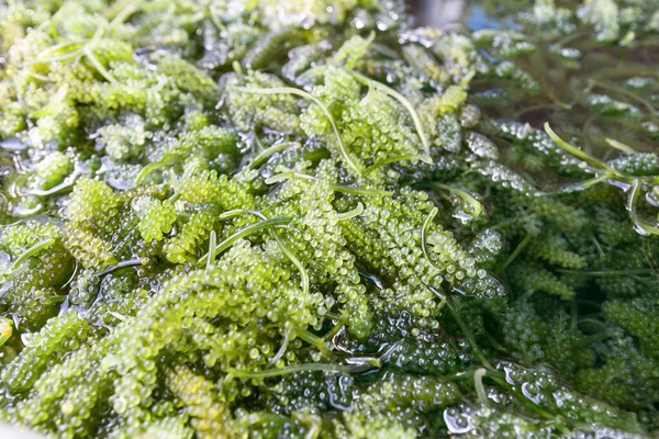 Zbliżenie Bryopsida Zielonych Alg Lub Caulerpa Lentillifera Winogrona Morskie Lub — Zdjęcie stockowe