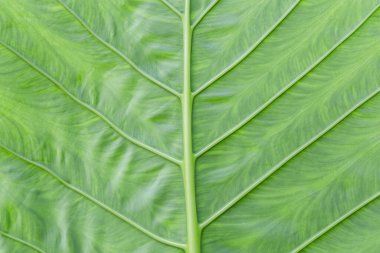 arkaplan dokusu yeşil yaprak yapısı makro fotograp