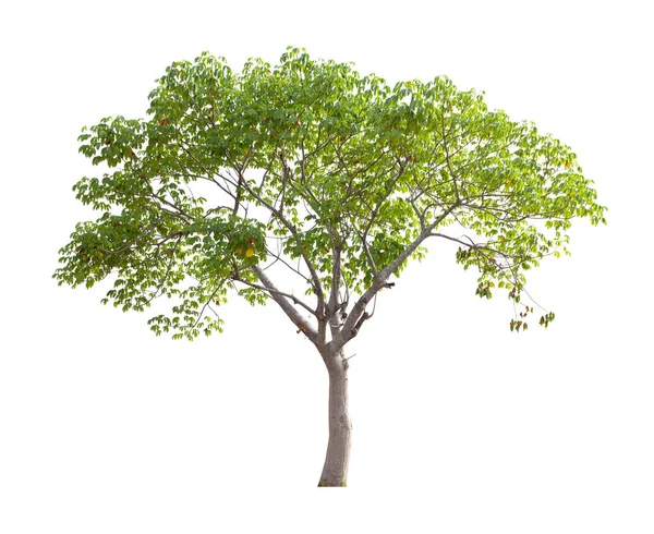 Frescura Grande Árvore Verde Isolada Fundo Branco — Fotografia de Stock
