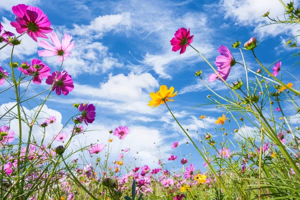 Cosmos Coloré Fleurissant Dans Les Belles Fleurs Jardin Sur Montagne — Photo