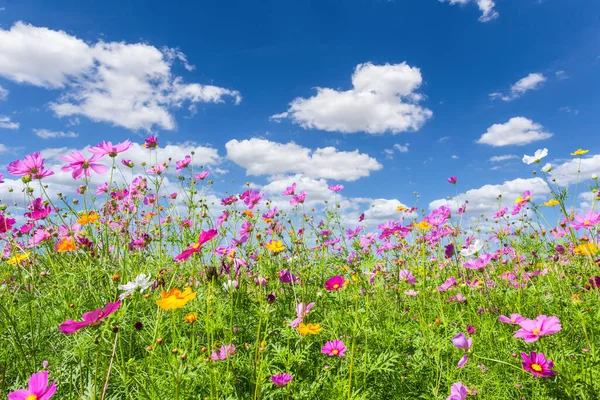 Tepedeki Manzara Dağında Güzel Bahçe Çiçeklerinde Açan Renkli Kozmos Yaz — Stok fotoğraf