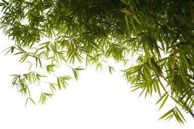 Beyaz arkaplanda izole edilmiş bambu yaprakları.