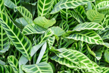 Zebra Bitkisi (Calathea zebrina) familyası Marantaceae güzel yapraklı bir bitki dokusudur..