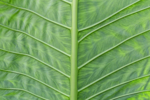 Sfondo Texture Foglia Verde Struttura Macro Fotograp — Foto Stock