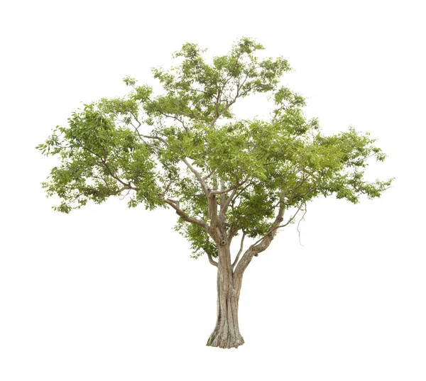 Die Frische Großer Grüner Baum Isoliert Auf Weißem Hintergrund — Stockfoto