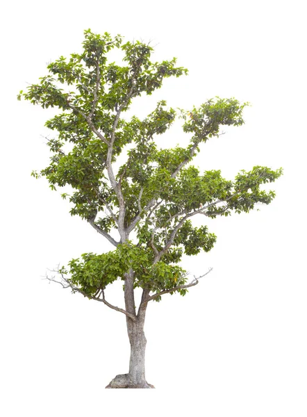 Kesegaran Pohon Hijau Besar Terisolasi Pada Latar Belakang Putih — Stok Foto