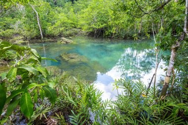 Tropikal ağaç kökleri ya da bataklık ormanlarındaki Tha pon mangrovları ve akan sular, Tayland, Krabi 'deki Klong Song Nam..
