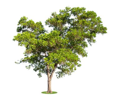 Taze yeşil ağaç beyaz arka planda izole edilmiş.