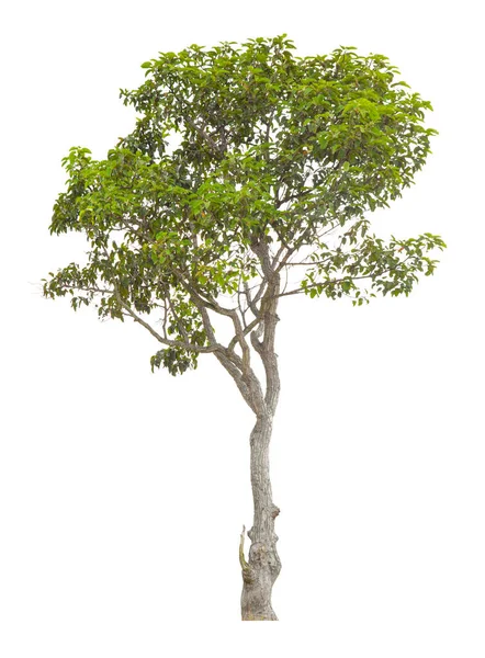 Свіжість Великого Зеленого Дерева Ізольовано Білому Тлі — стокове фото