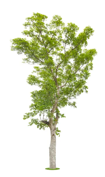 Gran Árbol Verde Fresco Aislado Sobre Fondo Blanco —  Fotos de Stock