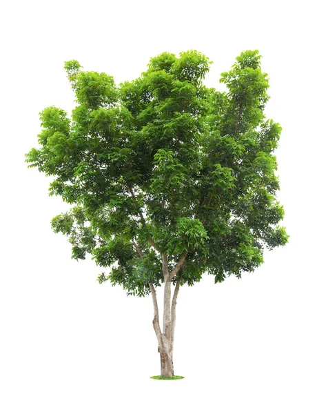 Frescura Grande Árvore Verde Isolada Fundo Branco — Fotografia de Stock