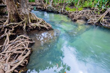 Tropikal ağaç kökleri ya da bataklık ormanlarındaki Tha pon mangrovları ve akan sular, Tayland, Krabi 'deki Klong Song Nam..