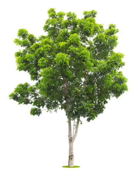 Freshness Big Green Tree Isolated White Background — Stock Photo, Image