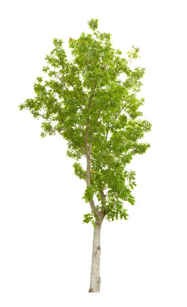 Freschezza Grande Albero Verde Isolato Sfondo Bianco — Foto Stock