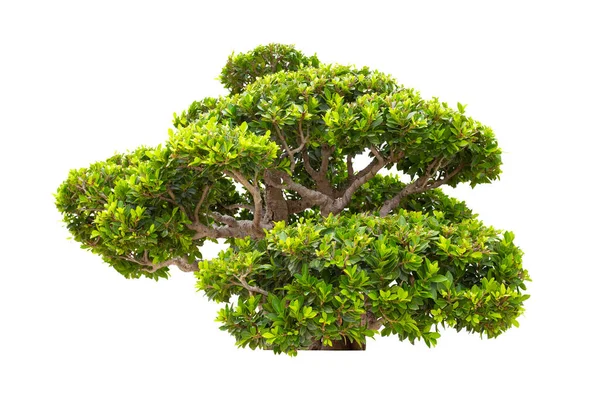 Ficus Bonsai Een Plant Boom Die Dwerg Geïsoleerd Witte Achtergrond — Stockfoto
