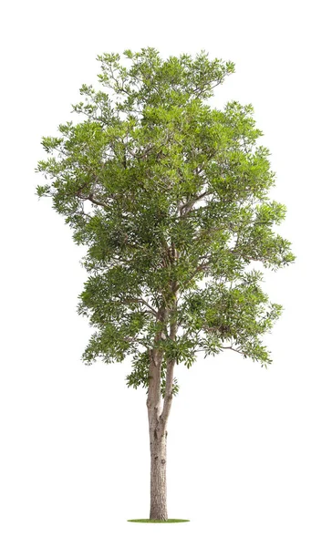 Taze Yeşil Ağaç Beyaz Arka Planda Izole Edilmiş — Stok fotoğraf