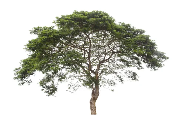 Freshness Big Green Tree Isolated White Background — Stock Photo, Image