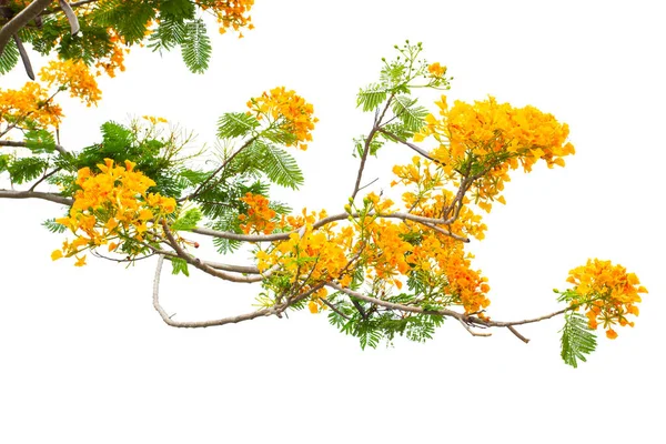 黄色巴巴多斯骄傲 孔雀花 Caesalpinia Pulcherrima 白色背景分离 — 图库照片