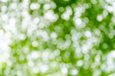 Güneşli soyut yeşil doğa arkaplanı.