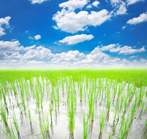 Câmp de orez — Fotografie, imagine de stoc