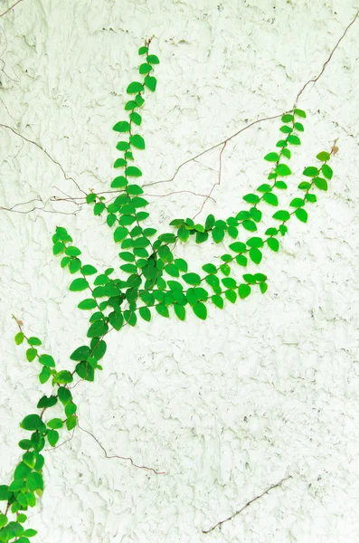 The Green Creeper Plant. — Stock Photo, Image