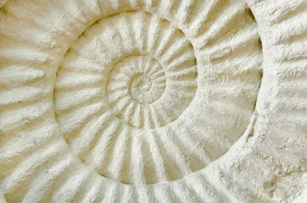Fossile preistorico di ammonite . — Foto Stock