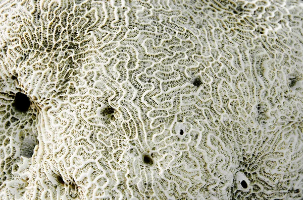 Close up Coral fossil — Stock Photo, Image