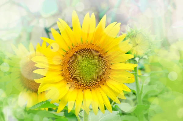 Zářivě žluté slunečnice. — Stock fotografie