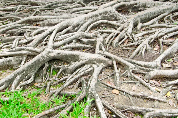 büyük ağacın kök