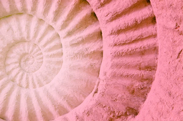 Farbe des Ammoniten prähistorisches Fossil. — Stockfoto