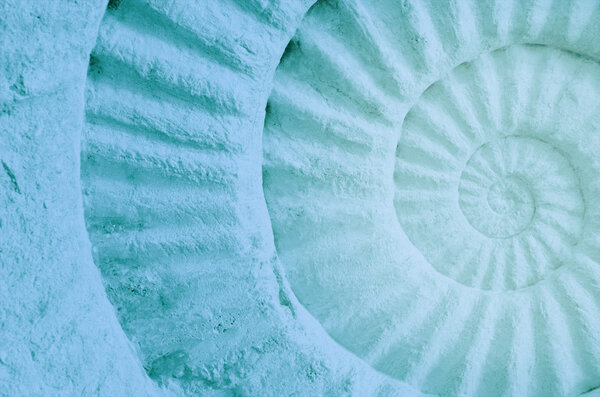 Цвет доисторического ископаемого аммонита
.