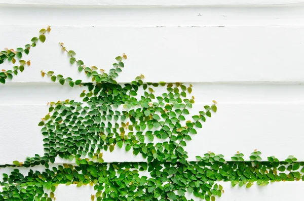 The Green Creeper Plant. — Stock Photo, Image